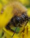 Makrofotografie im Botanischen Garten